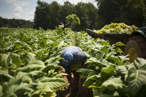 Amnesty For Immigrants Spurs Greater Employment in U.S.