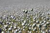 Opium poppy plants growing in&nbsp;a field near Devonport, Tasmania, Australia.