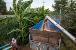 Rice grain is deposited into a truck trailer from a combine harvester during the harvesting of a rice field in Saraburi Province, Thailand.