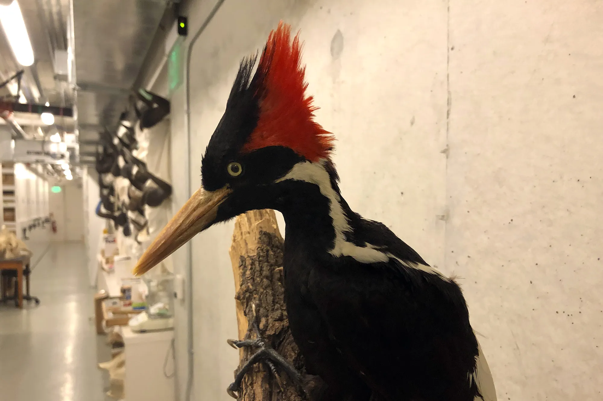 An ivory-billed woodpecker in a museum — the only place you’ll see one these days.