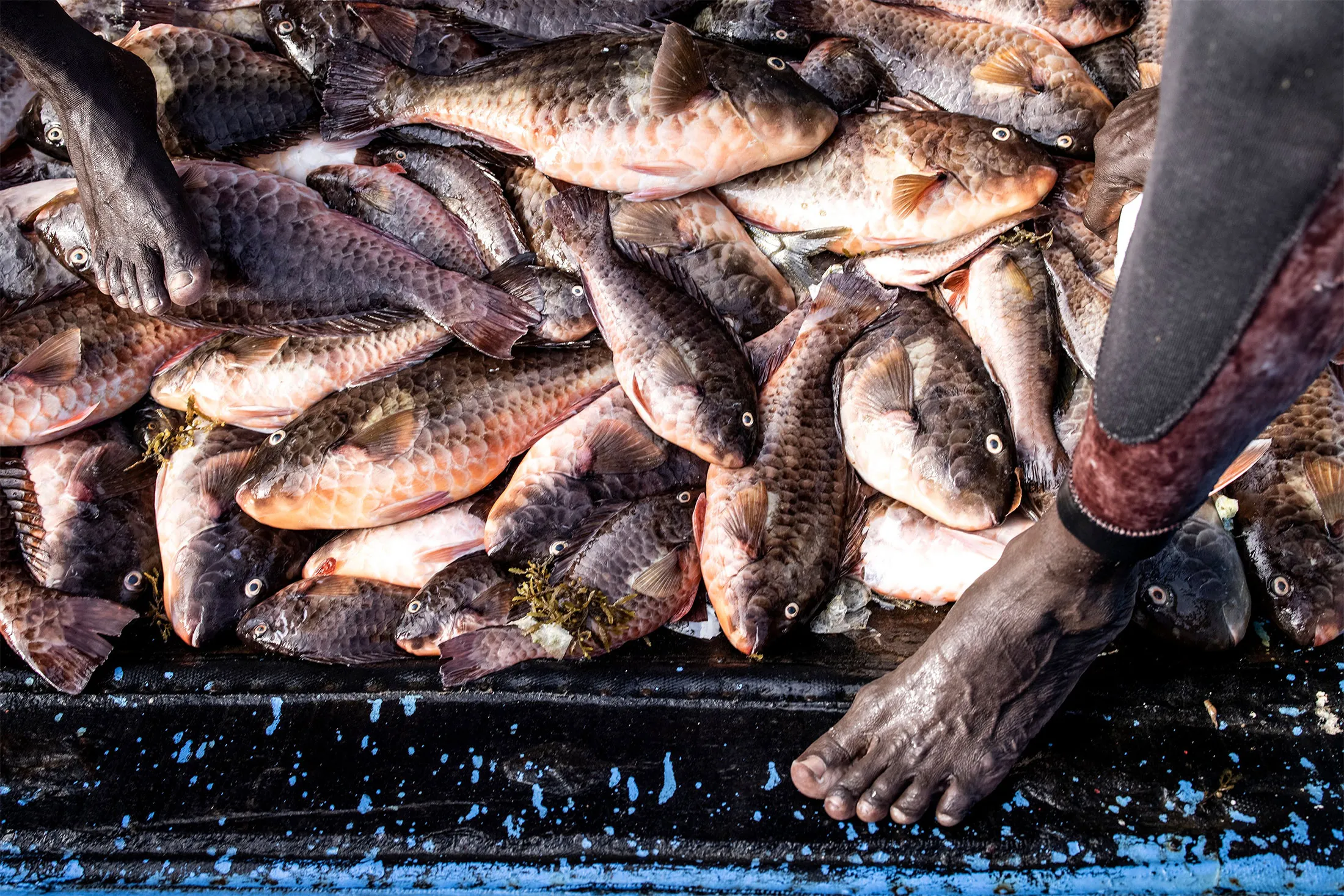 The idea for NEMO, a device that can allow monitoring of small fishing boats, began with a fishery in Senegal. Above, the day’s catch on a small boat in Dakar on Oct. 18.&nbsp;