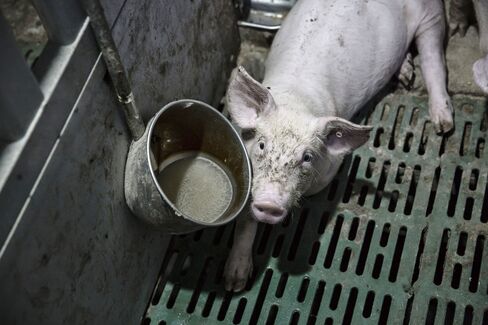 A young piglet in a pen at Shen's farm.