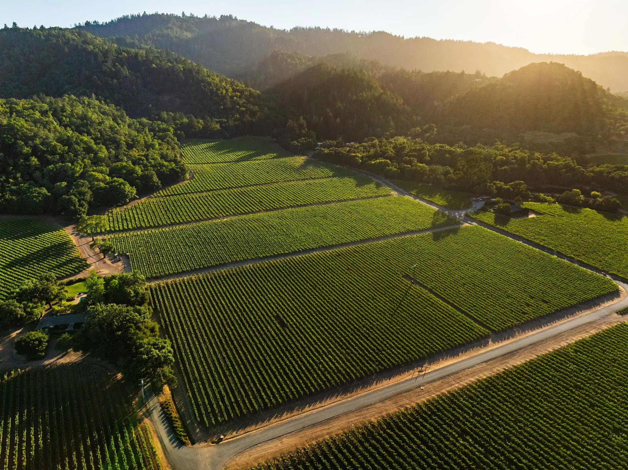 If you were a grape, wouldn’t you want to grow here?