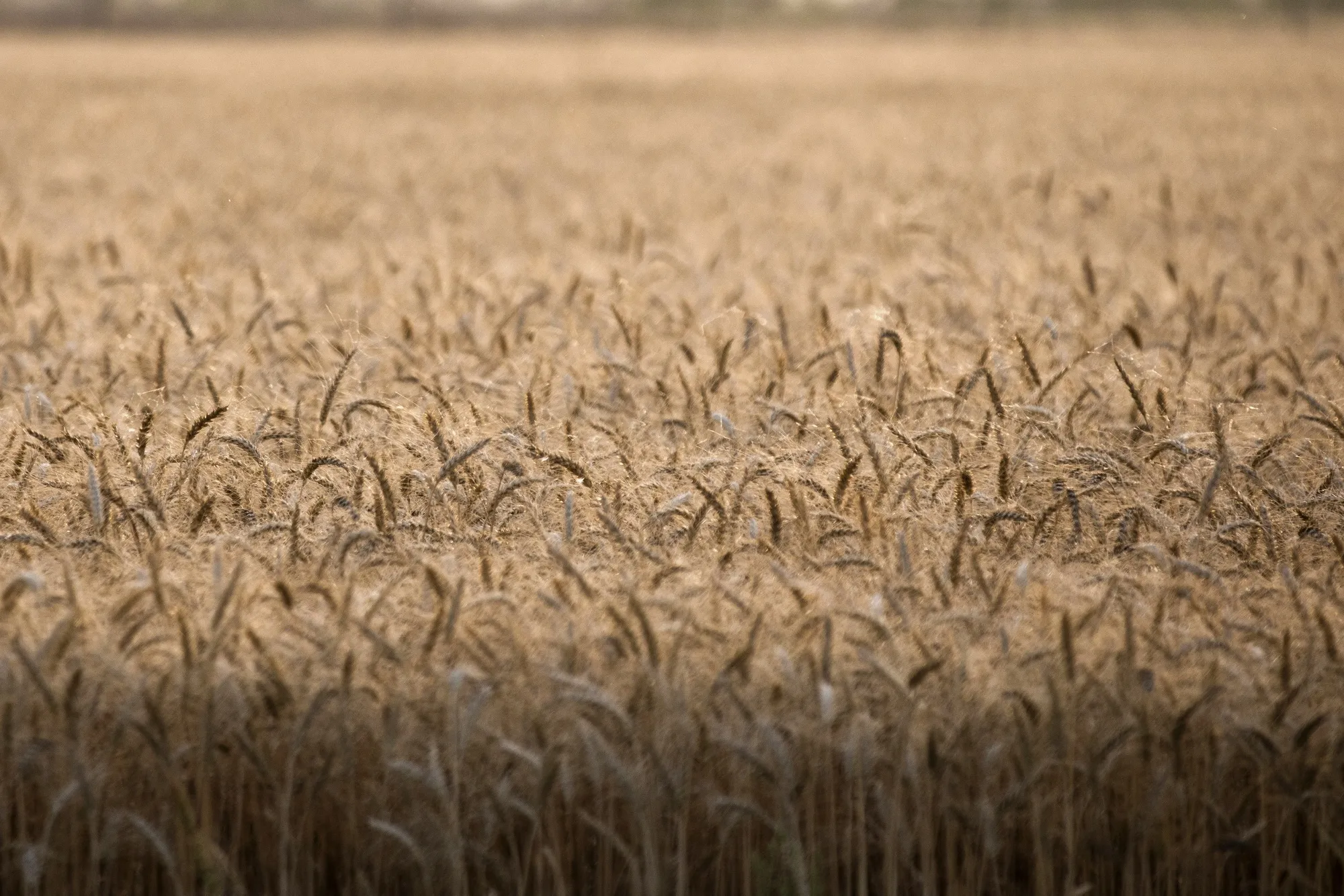 Wheat Harvest as India's All-Important Monsoon Likely Close to Normal This Year