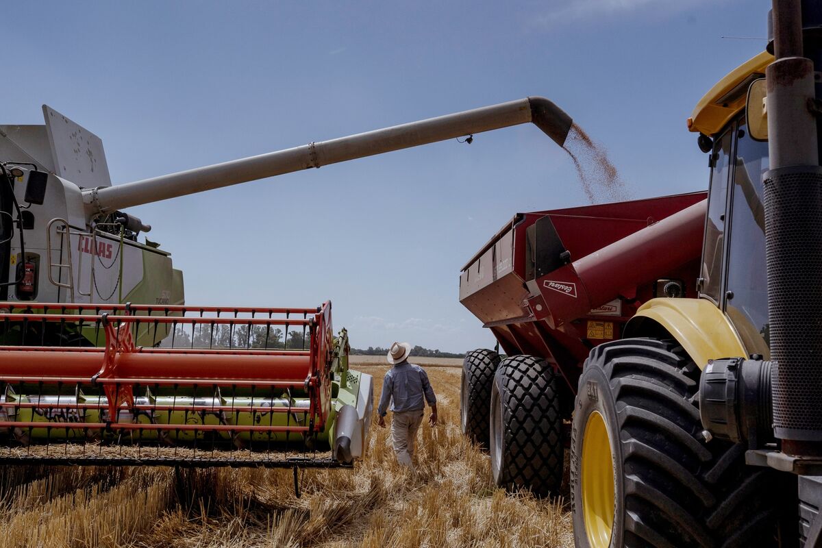 
                            Cofco International Ships First Argentine Wheat Cargo to China