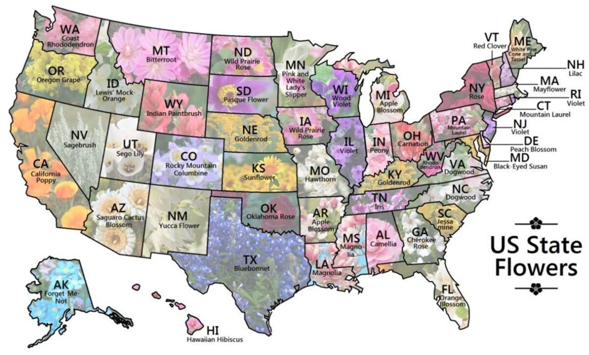All The State Flowers In The U S Planted On One Map Bloomberg
