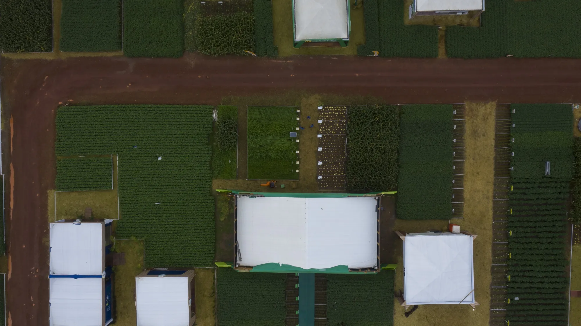 Soybean fields in Brazil.