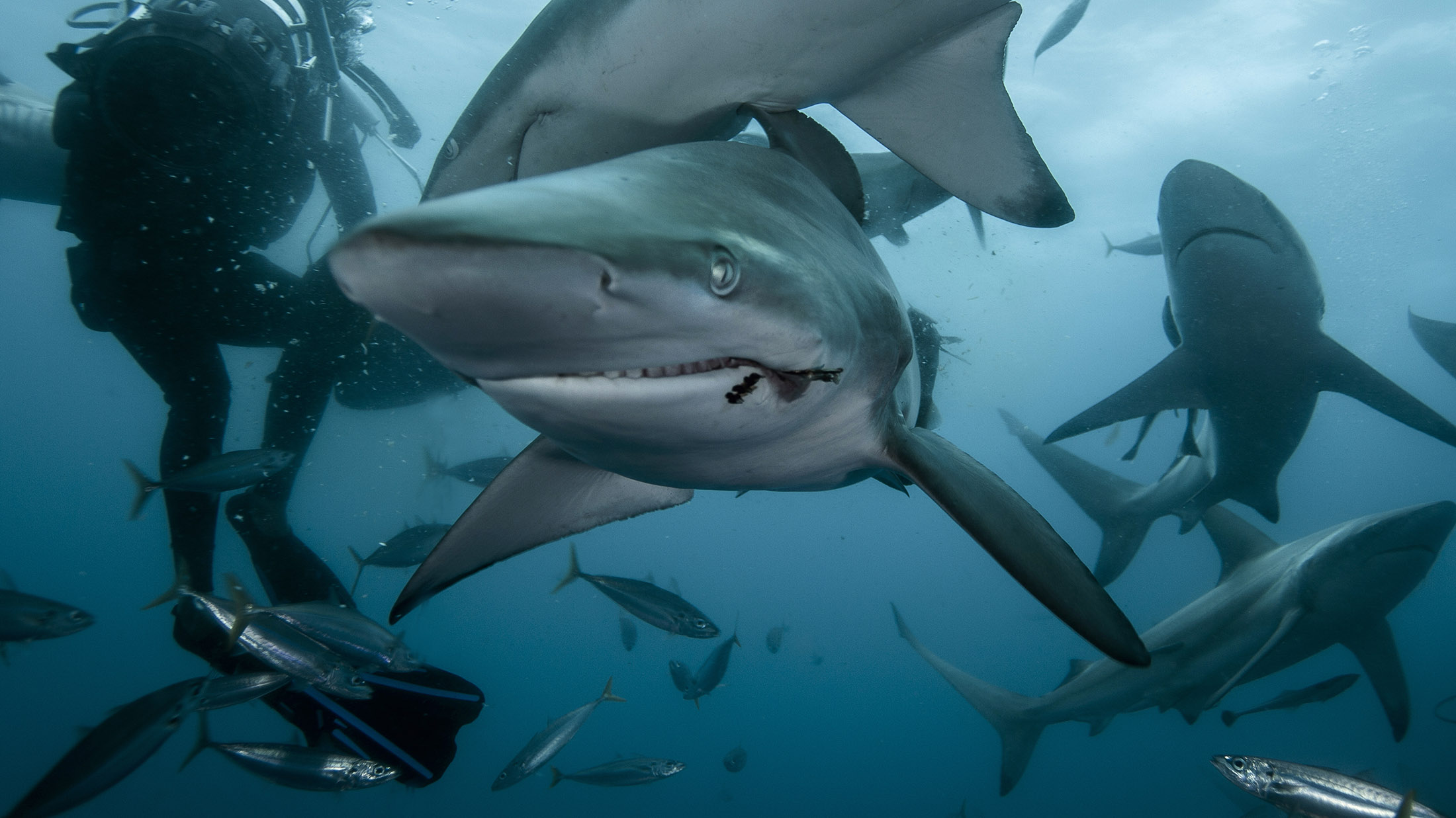Blacktip reef sharks, South Africa
