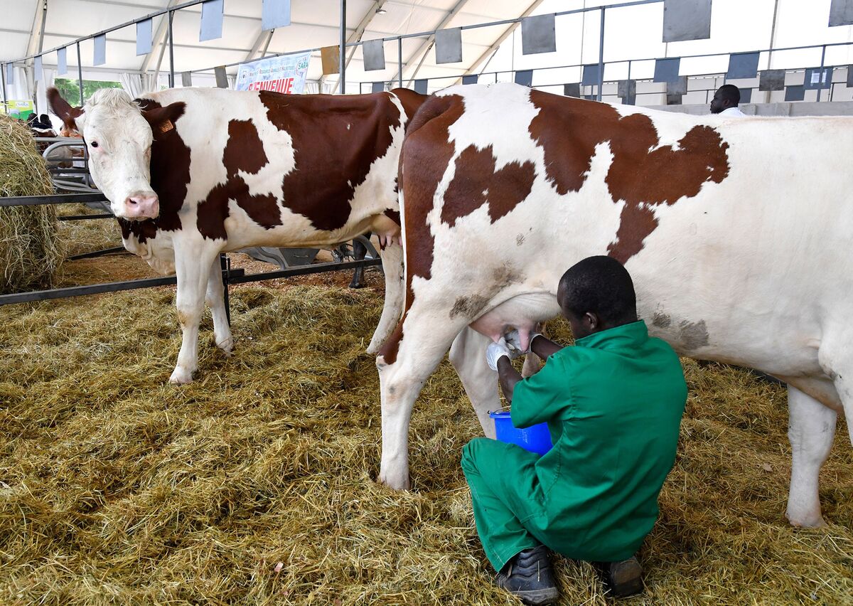 Dairy Farm Blows Open South Africa’s Expanding Corruption ...