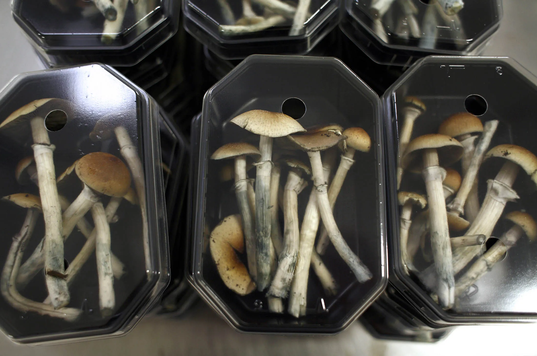 Psilocybin mushrooms.
