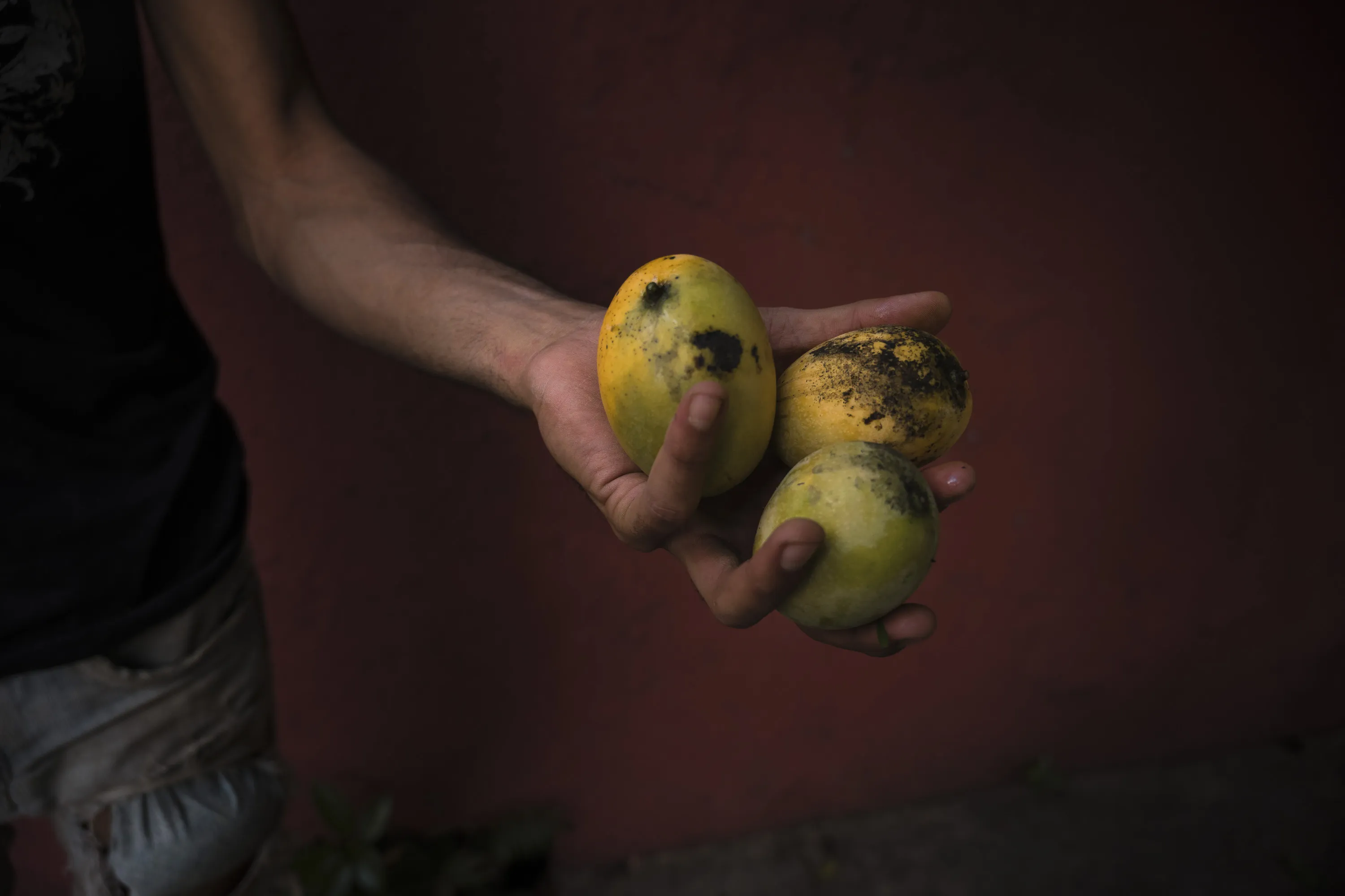 A construction worker gathers mangoes. Caracas