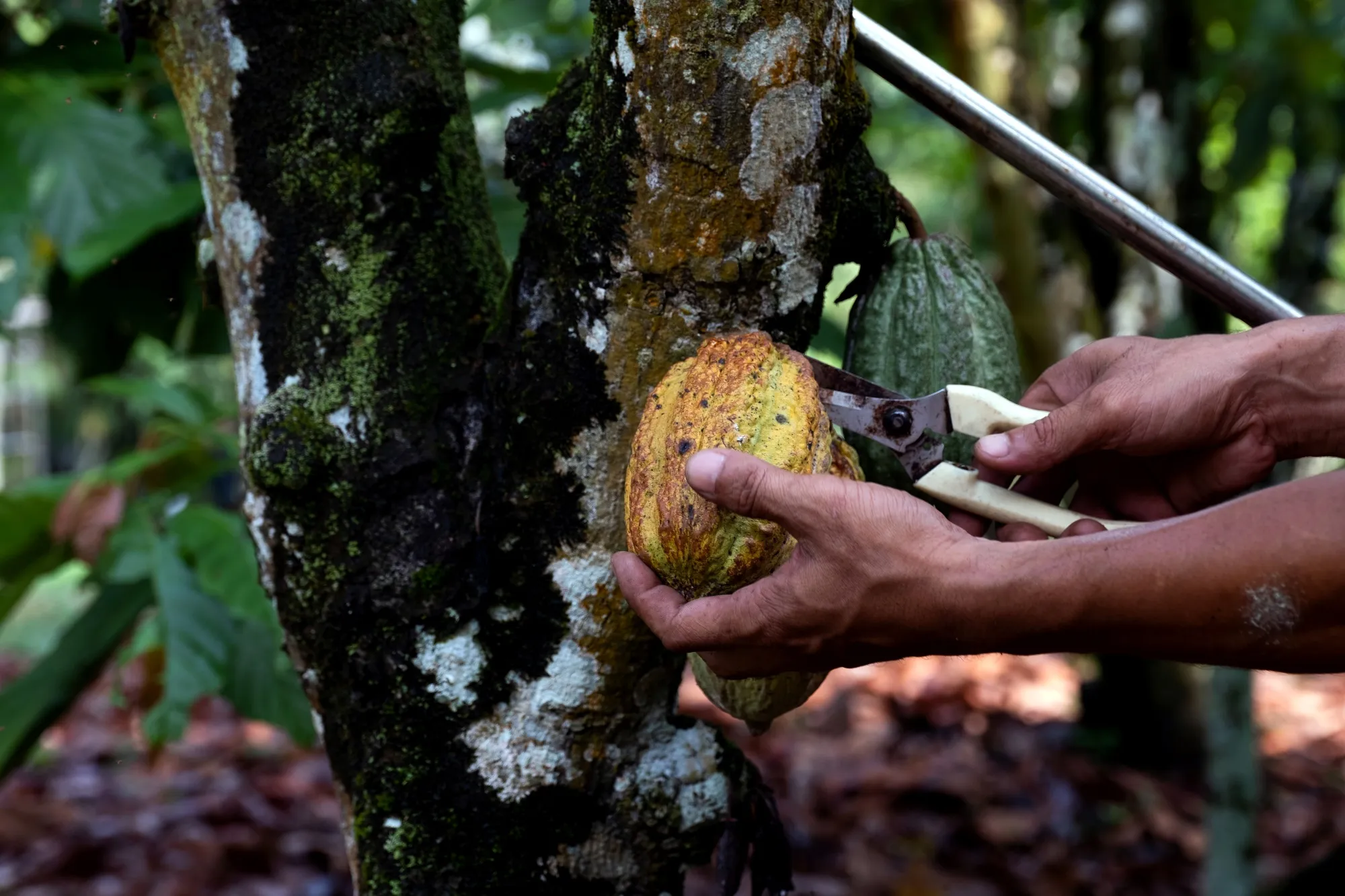 The judge said in her ruling that there was no doubt about slave-like conditions and use of child labor on the farms, as well as their connection with Cargill.&nbsp;
