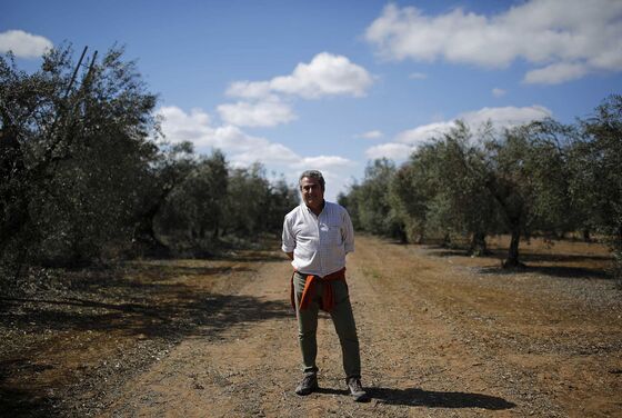 Trump’s Tariffs Send Shock Waves Through Spain’s Olive Groves