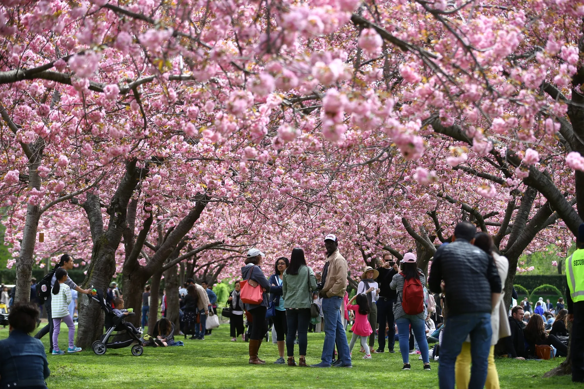 People gather under the fully bloomed cherry blossom trees at Brooklyn Botanic Garden in New York.&nbsp;