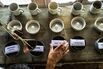 Production At The Makaibari Tea Estate As It Becomes Most Expensive Tea In India