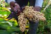 A farmer harvests sorghum.