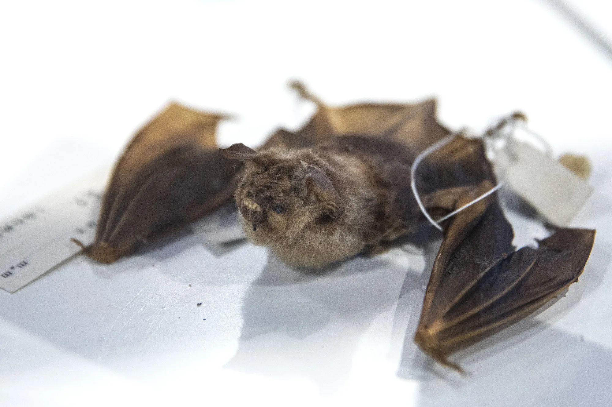 It’s not the bat’s fault.