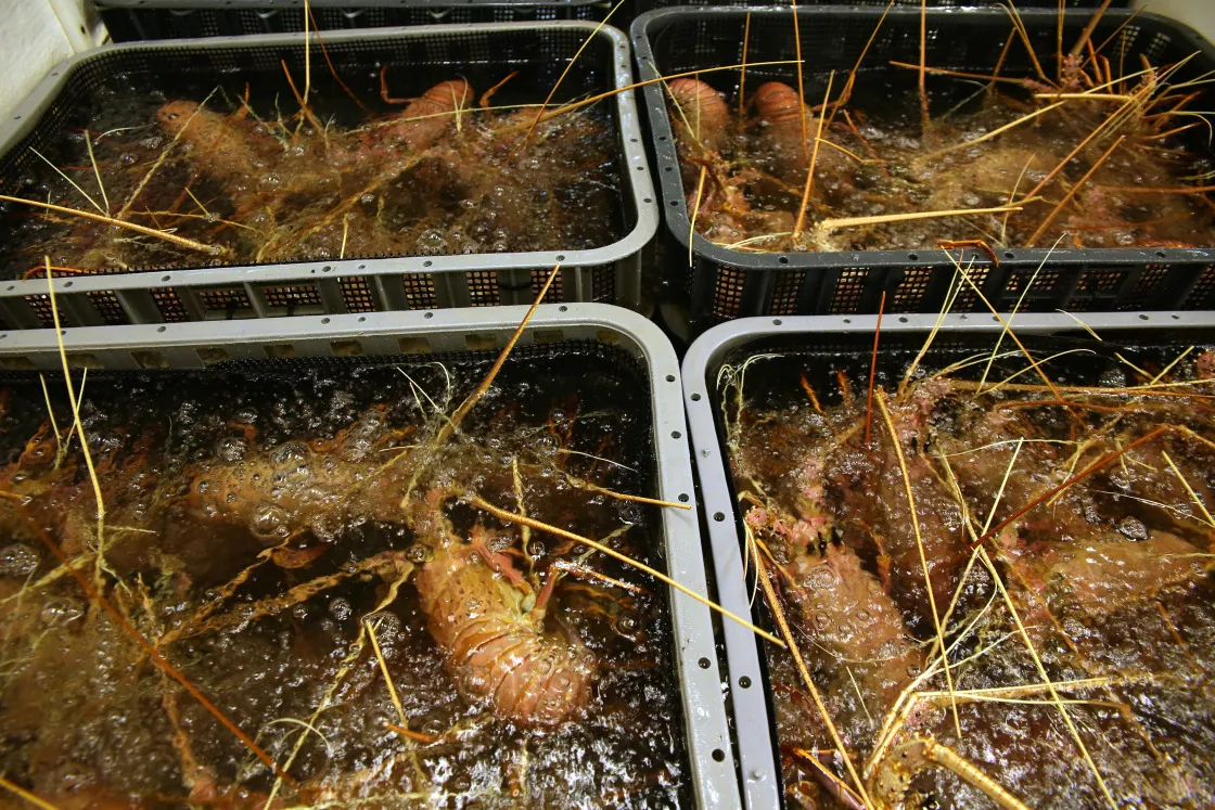 Australian Rock lobsters.