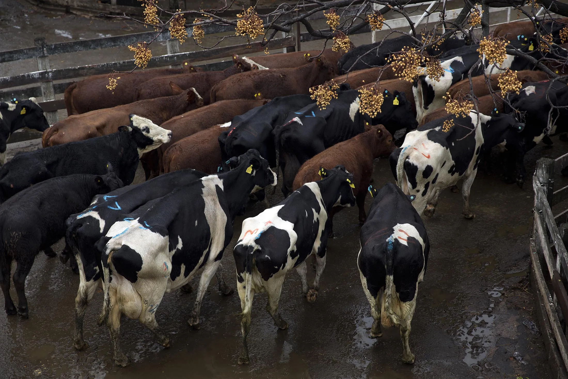 1494560308_US Beef 3