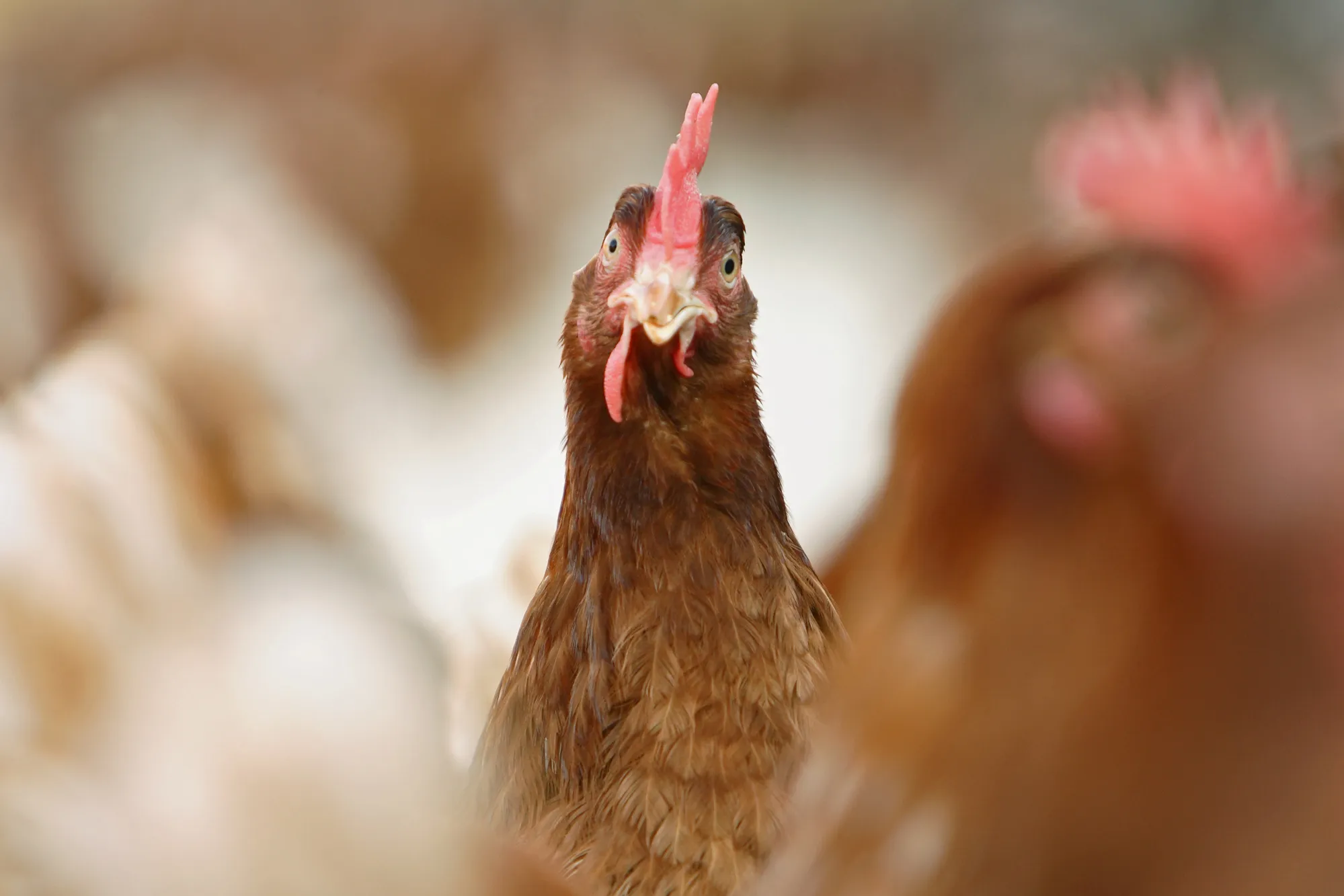 Hen portrait (Gallus gallus domesticus), Point of Lay Pullets, Amersham, Raans Farm , UK