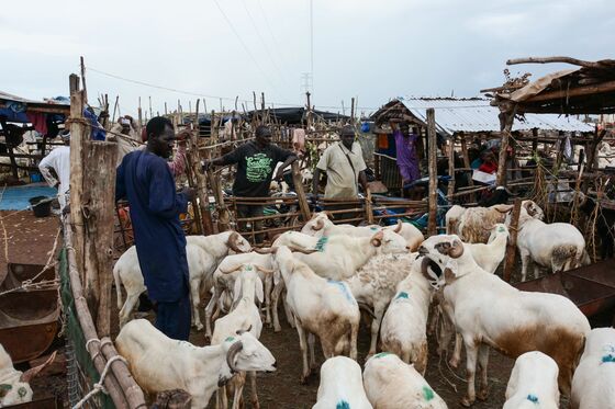 Voting Secondary to Sheep Shopping in Politics-Weary Mali