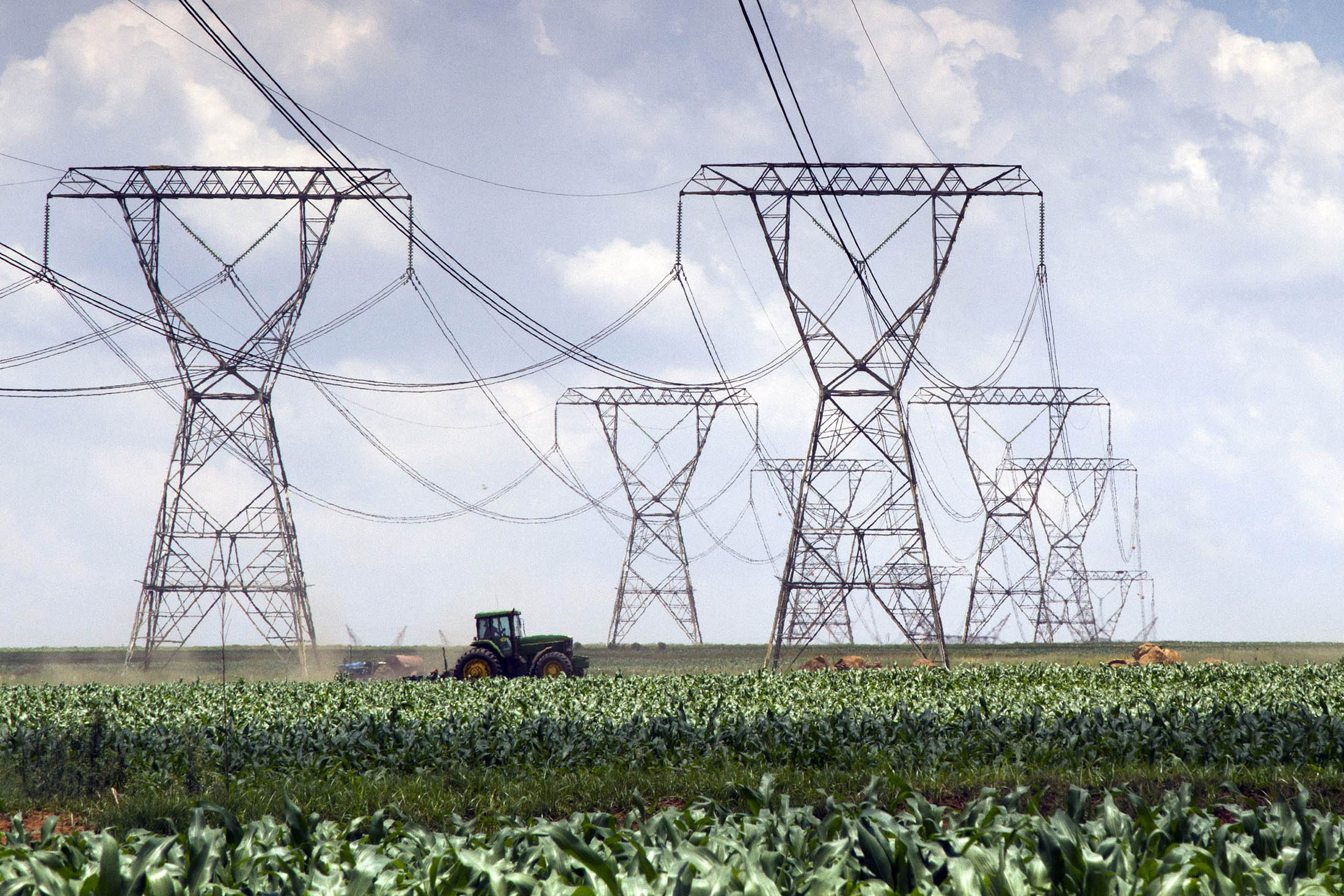 Electricity power lines are seen above a field of maize in Delmas, South Africa.
