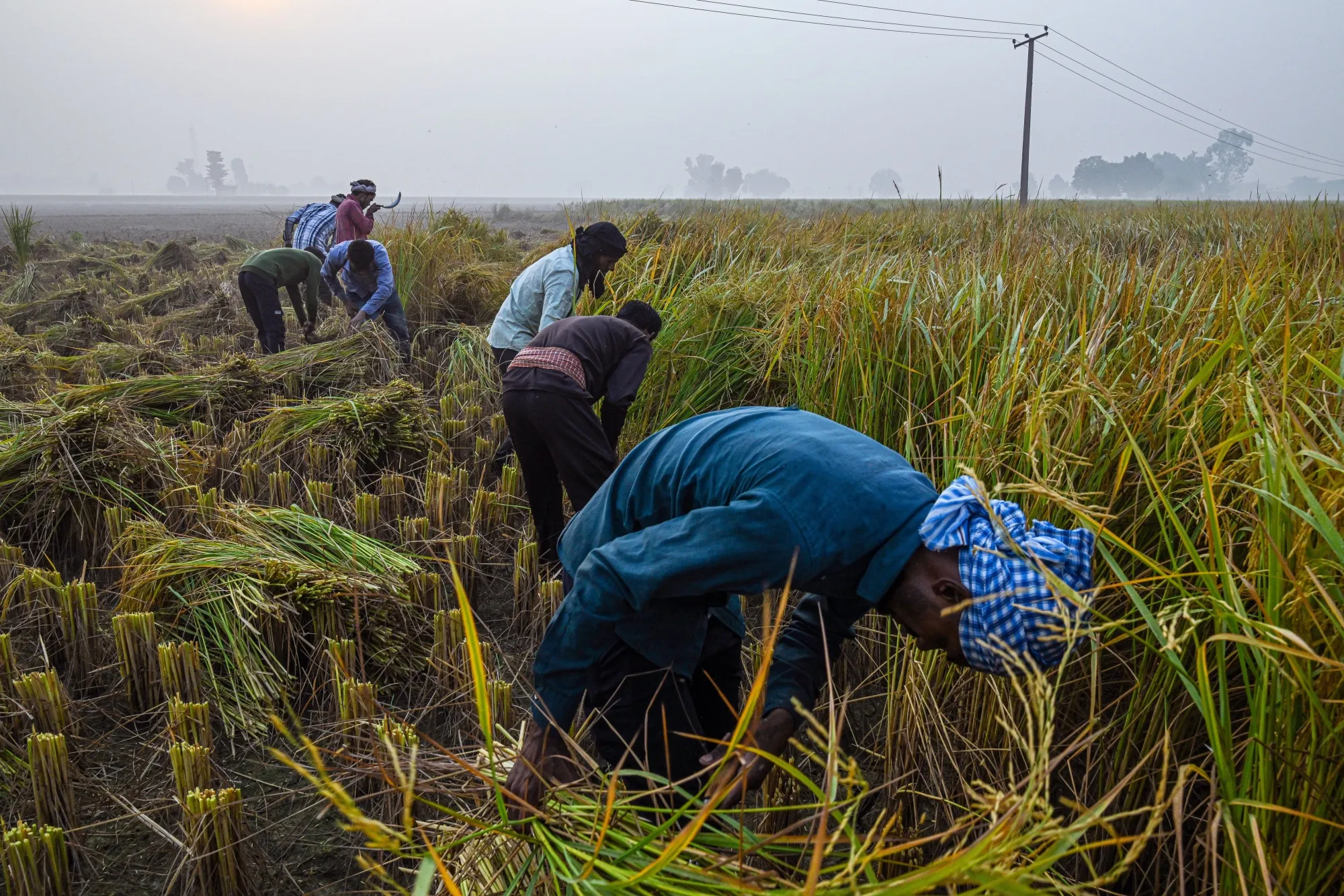 Farmers harvest rice saplings at a paddy field in Panipat,&nbsp;India.