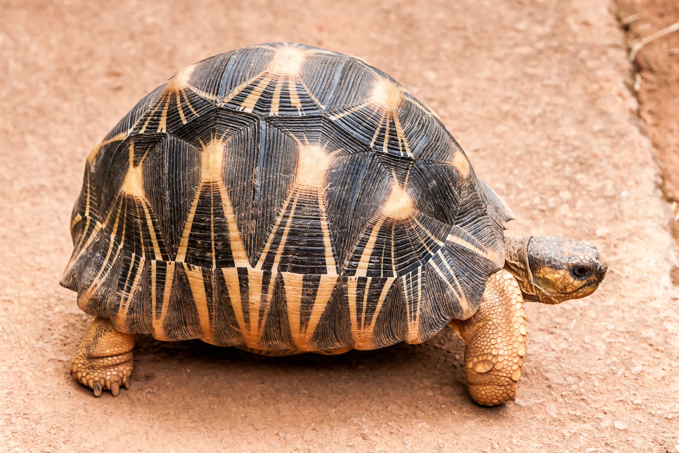 A Radiated tortoise.