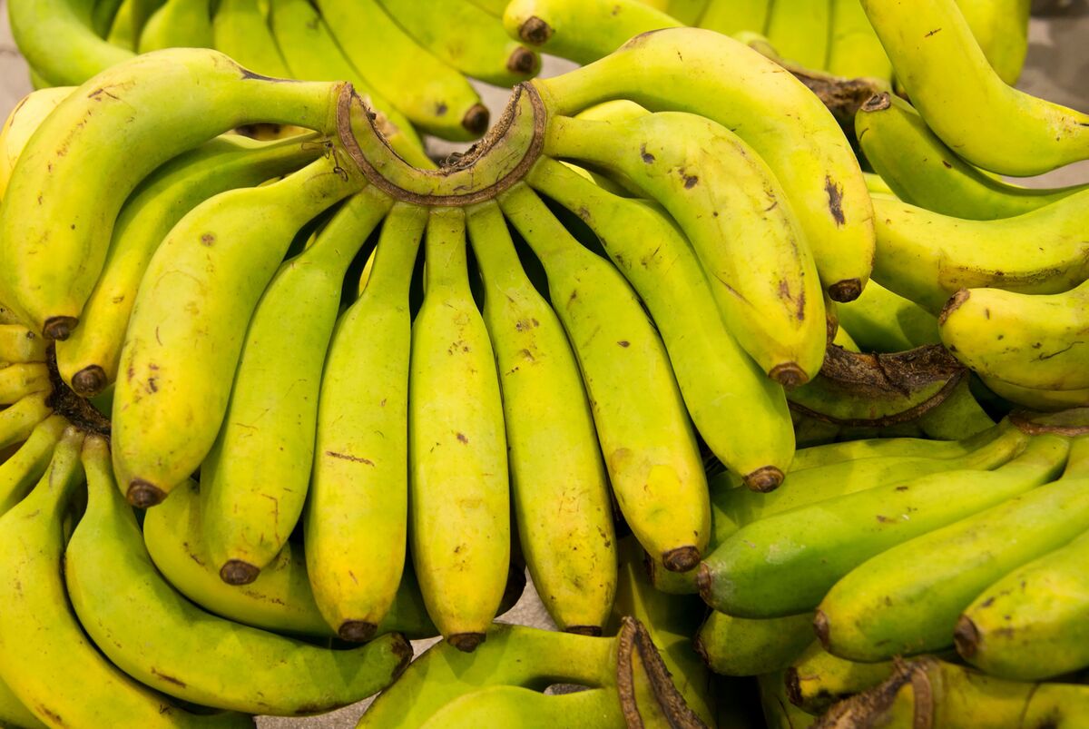 Welcome to the Jungle: Bananas May Be Iceland's Next Big ...