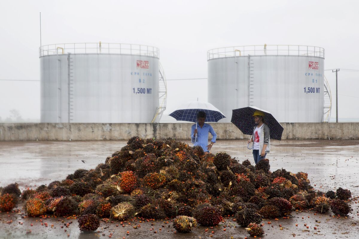 Palm Oil S Stunning Rally Likely Dampened Demand From Top Buyer Bloomberg   1200x800 