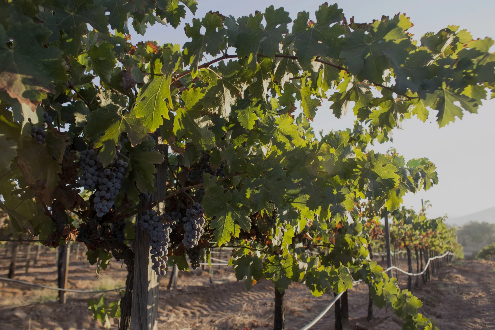 Grapes hang on vines in Mexico’s Valle de Guadalupe wine region.&nbsp;