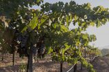 Vineyards In Mexico's Valle De Guadalupe Wine Region