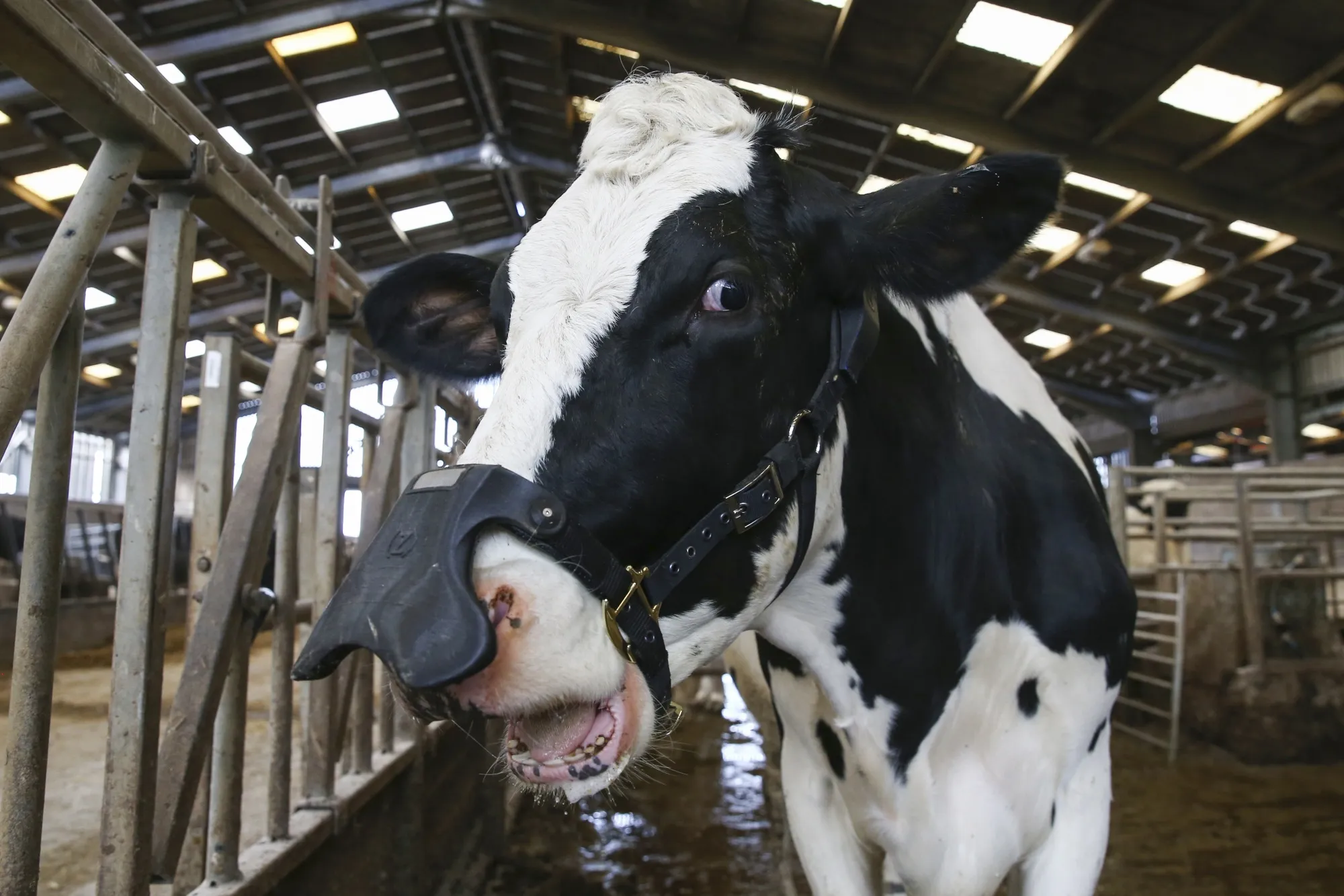A dairy cow wears a methane capturing face mask at a farm in Hertfordshire, U.K.