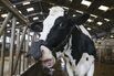 Cows Get Face Masks That Cut The Climate Impact of Their Burps