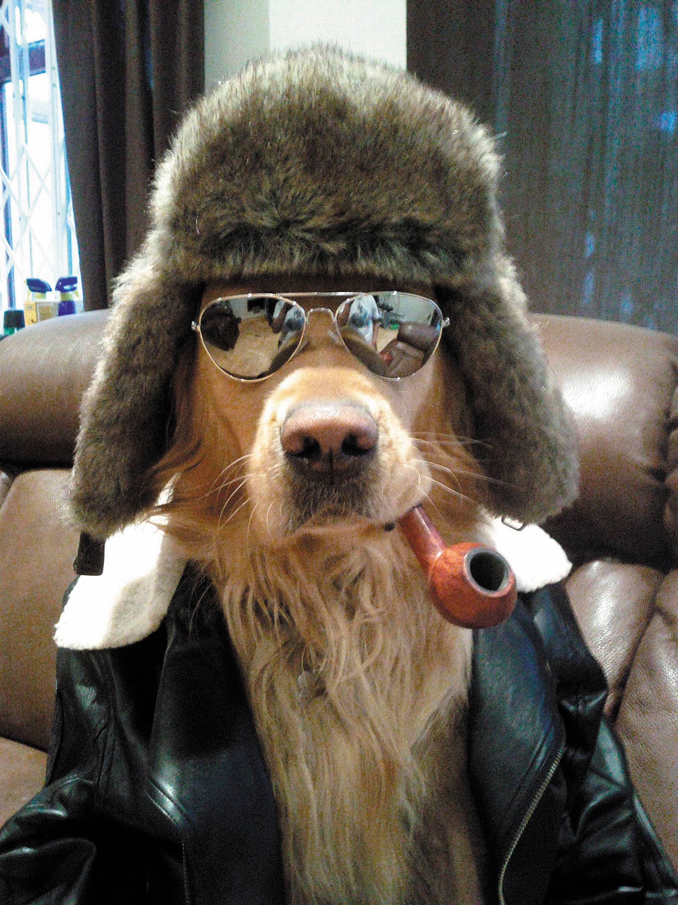 Dog Wif Hat - Imgur