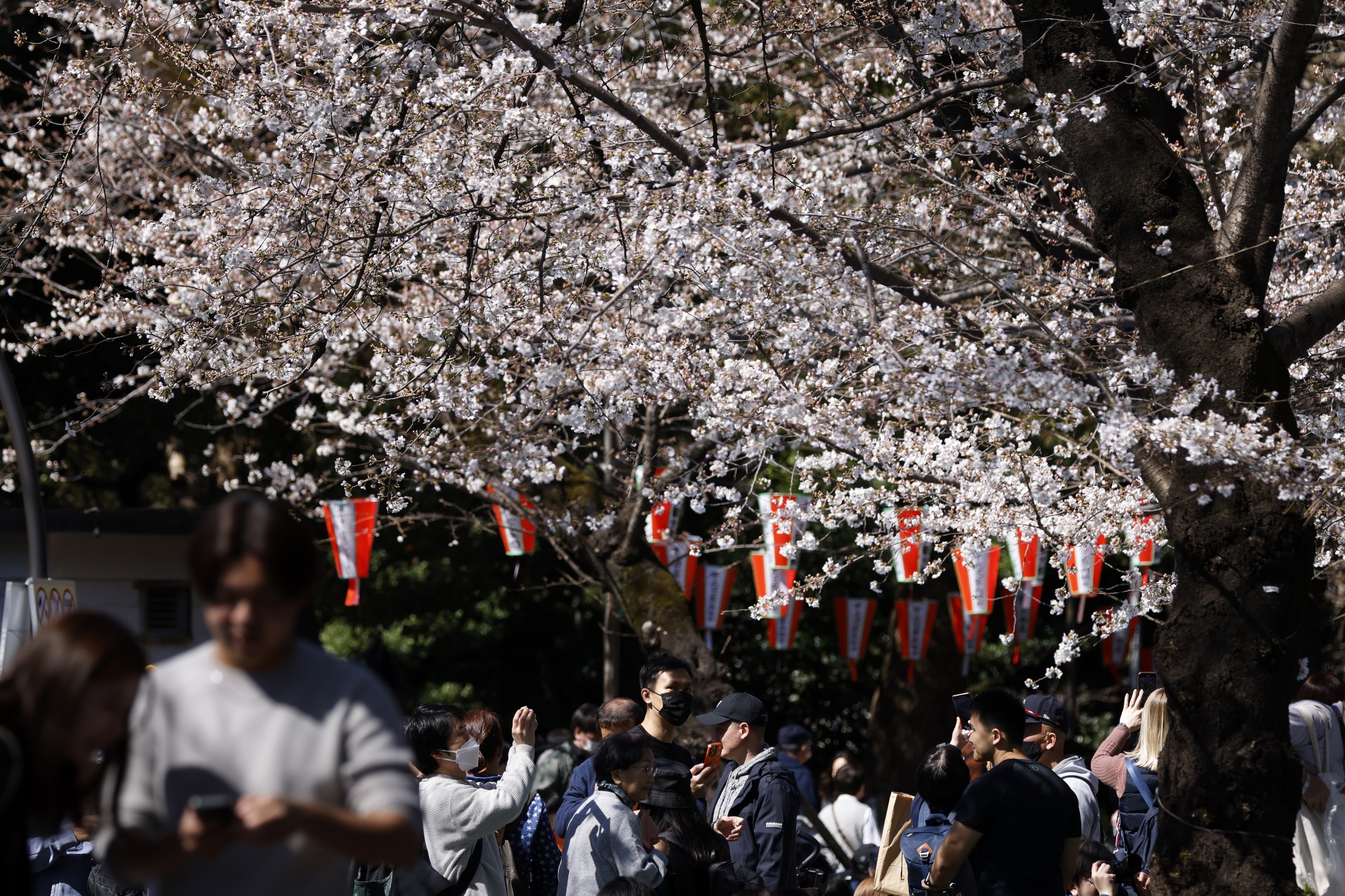 WASHINGTON NATIONALS CITY CONNECT THE DOLLAR AND CHERRY BLOSSOM