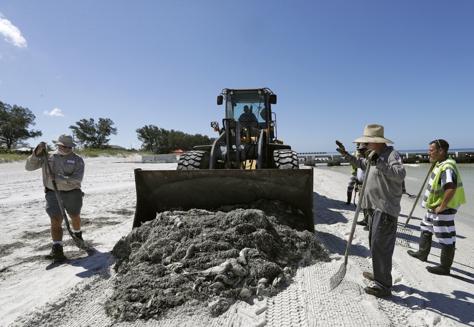 A work crew cleans up dead fish on Coquina Beach in Bradenton Beach, Florida, in August.