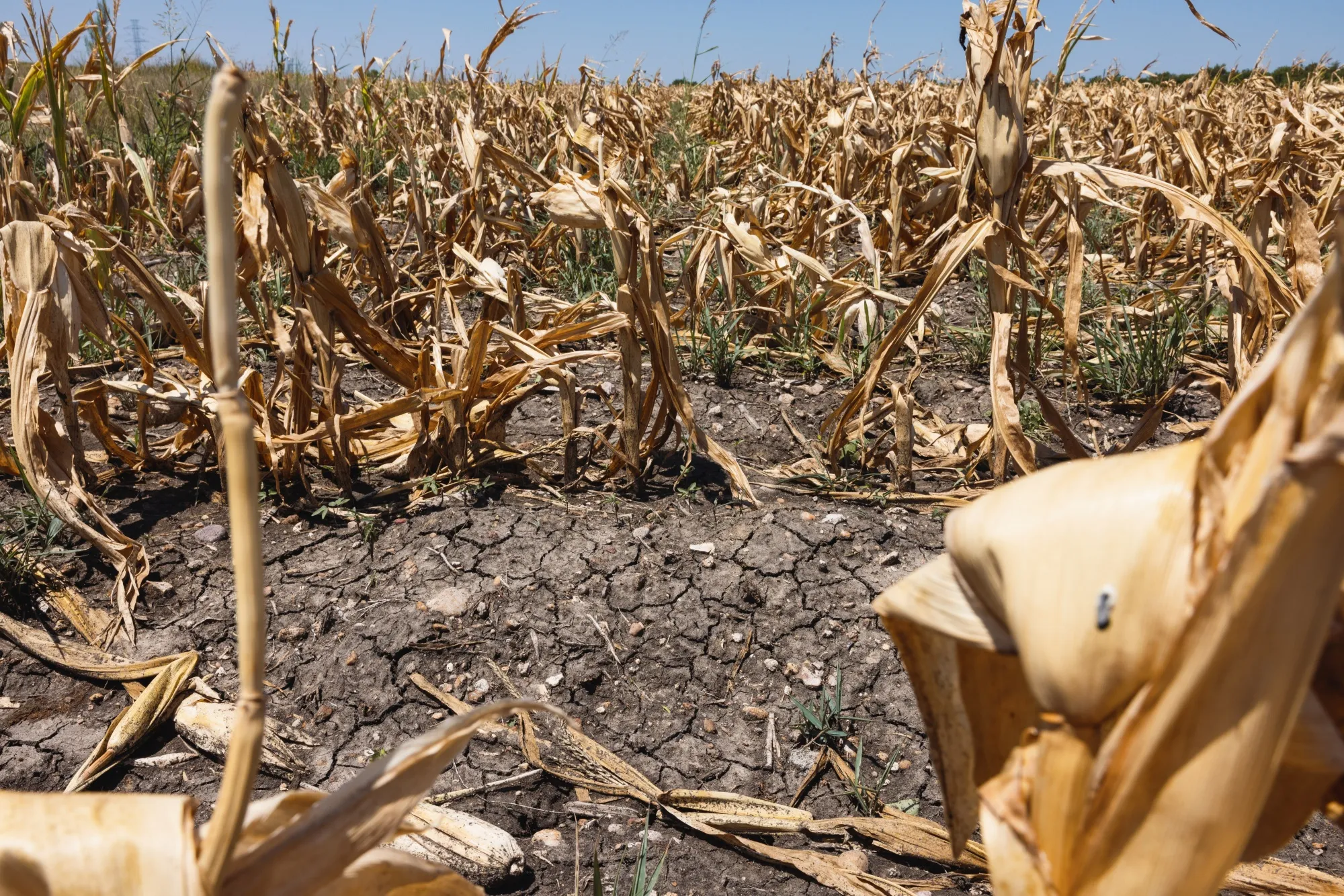 Agriculture isn’t being spared, either.