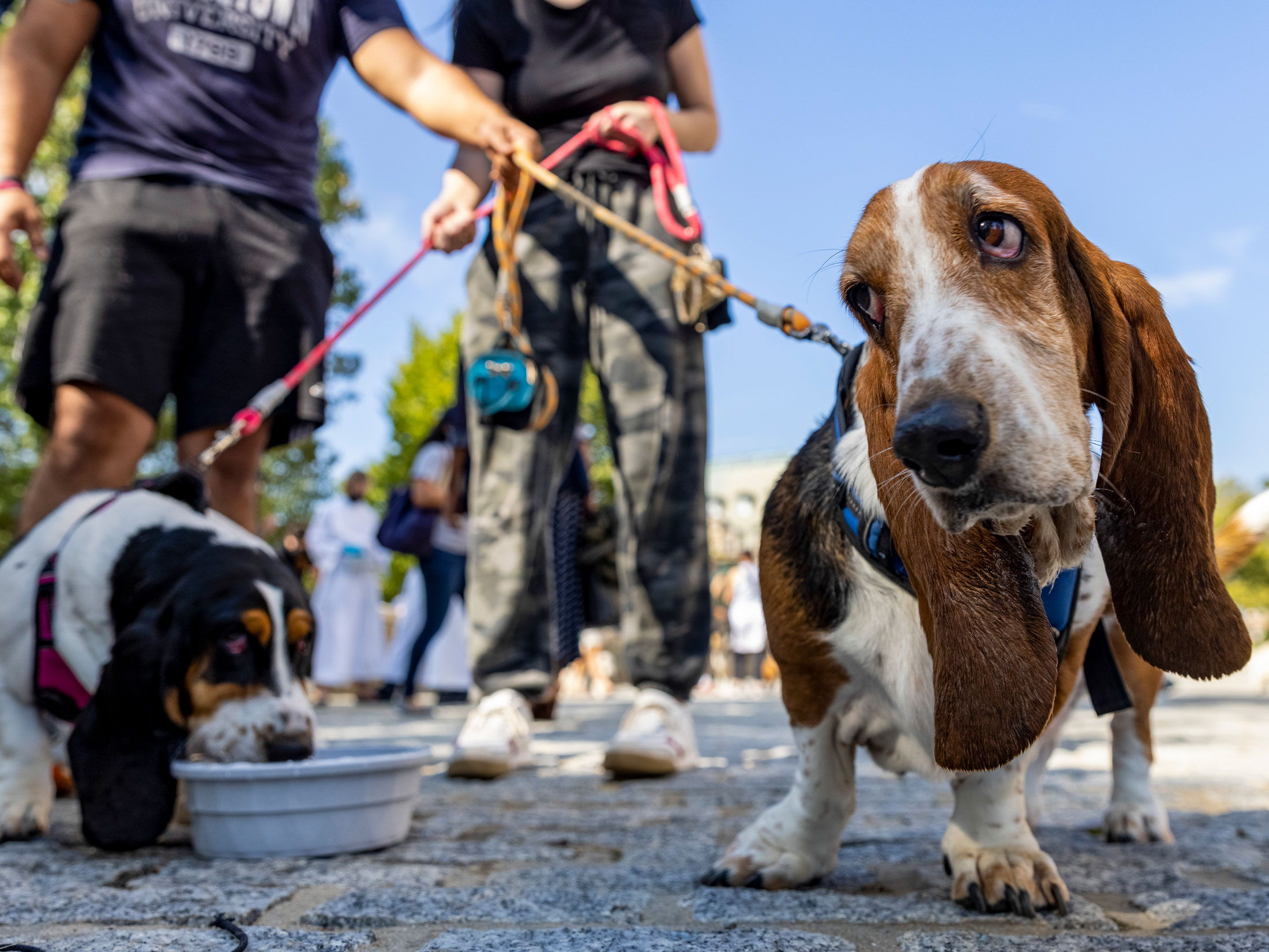 Coronavirus Leads to Rise In Pet Obesity - Dogtopia