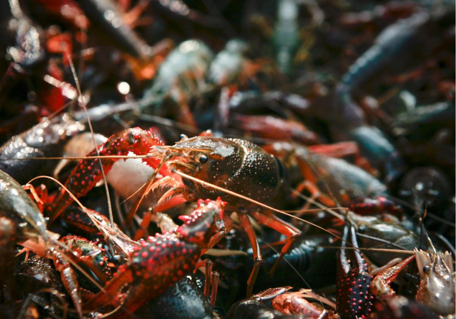 Red swamp crawfish, native to the Southern U.S., are popping up in Michigan, and authorities fear the damage they might inflict on infrastructure.