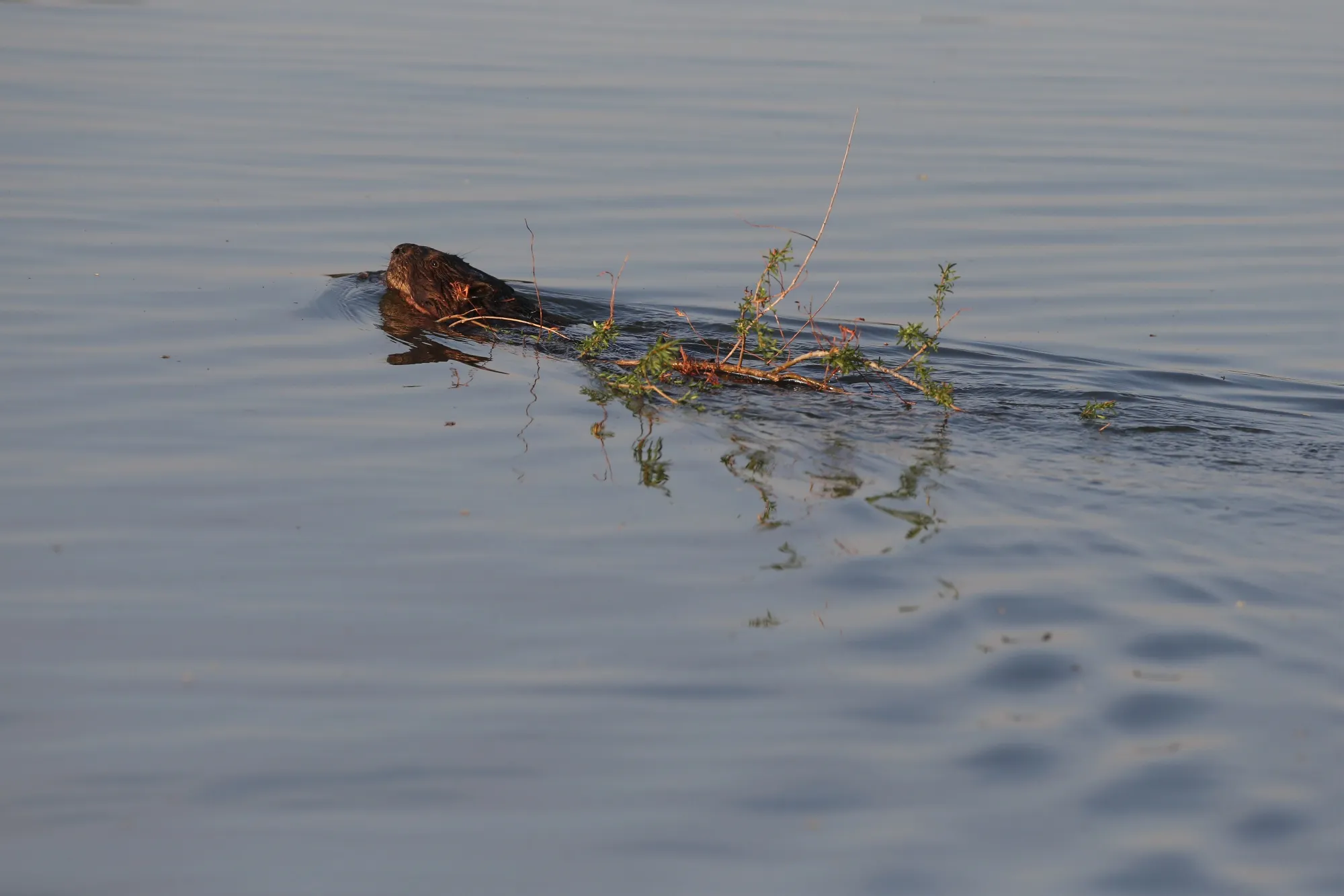 A beaver swims along the Red River in Winnipeg, Manitoba, in May 2021.