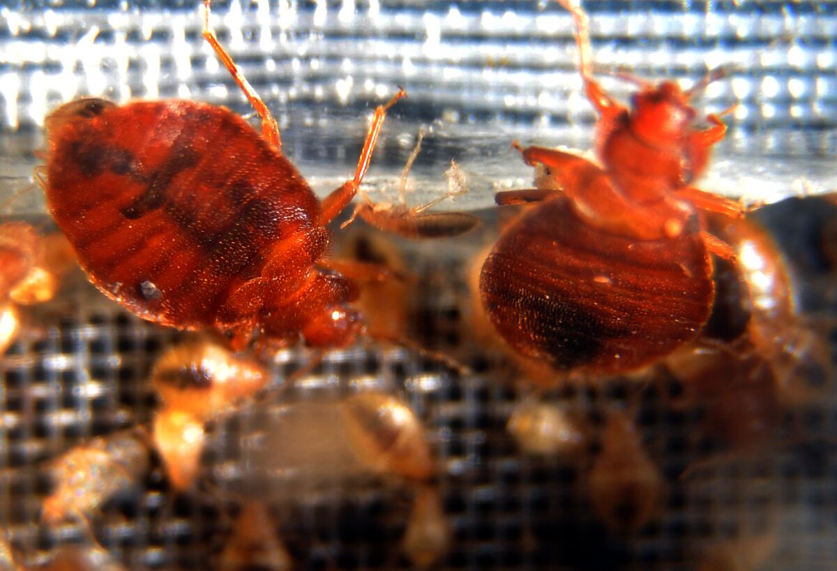 What you need to know about Europe's bedbug panic