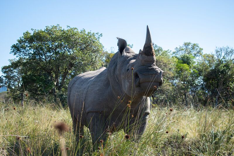 Nosorożec w prywatnym rezerwacie zwierzyny łownej w ramach pilotażowego projektu wykorzystania nauki jądrowej jako narzędzia przeciwdziałania kłusownictwu w RPA.