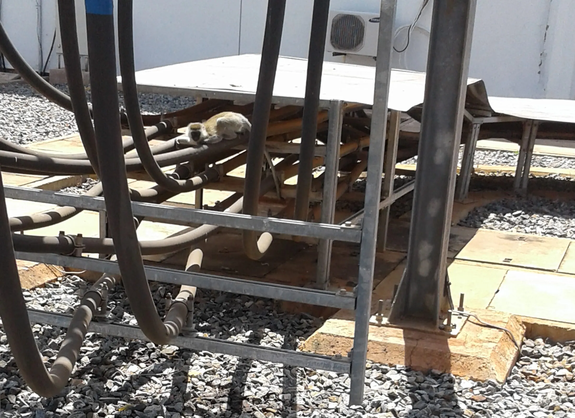 The vervet monkey at Kenya Electricity Generating Co.'s hydroelectric plant.
