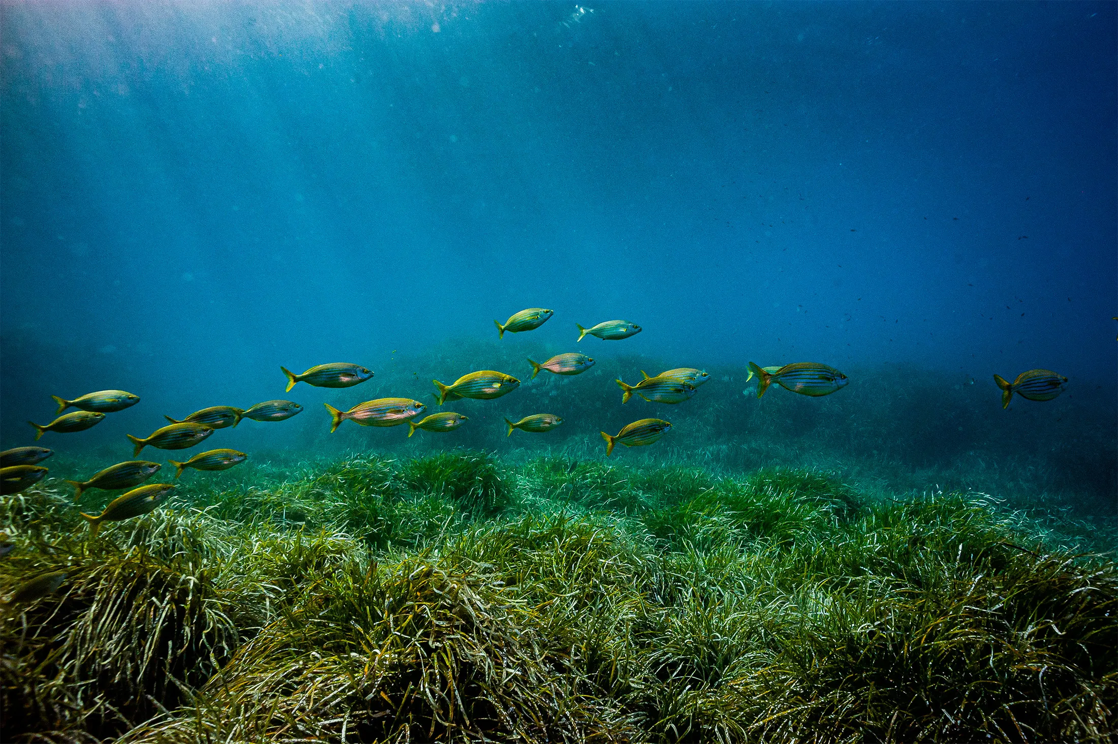 Fish swim over Posidonia, a Mediterranean seaweed that’s impacted by extreme heat, in the Gulf of Sur Mer, France, August 2021.