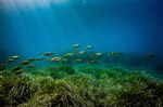 Fish swim over Posidonia, a Mediterranean seaweed that’s impacted by extreme heat, in the Gulf of Sur Mer, France, August 2021.