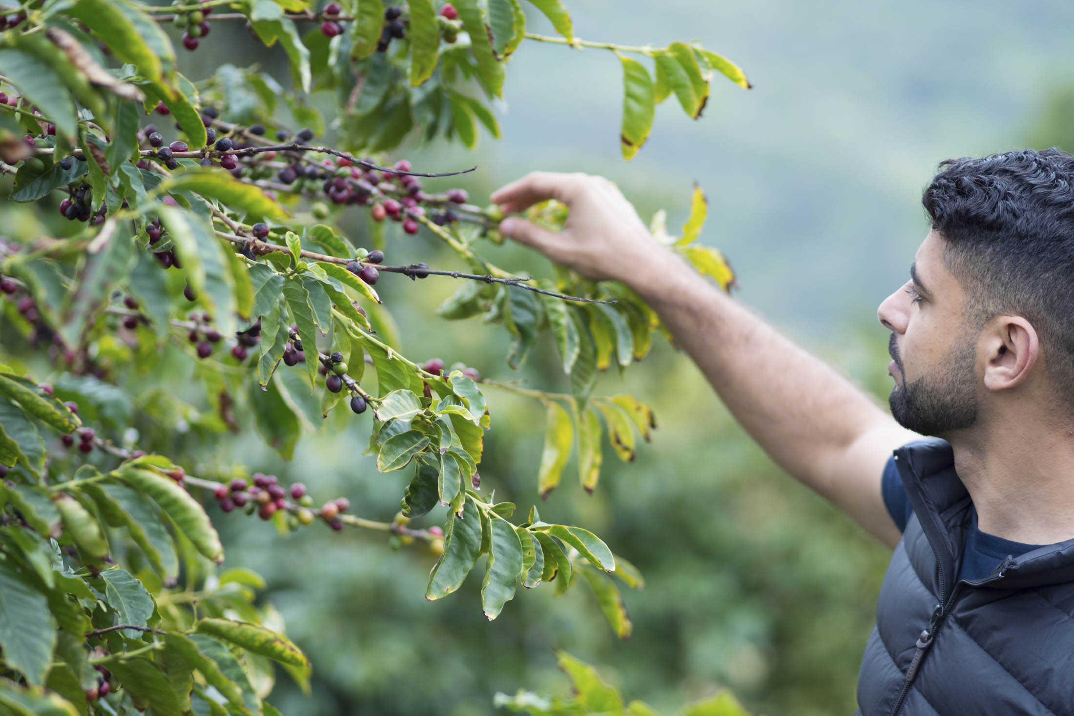 The Best Coffee in the World Now Comes From Yemen Bloomberg