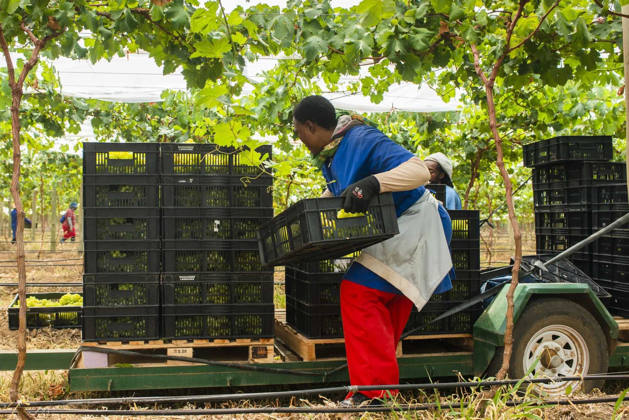 A worker harvests grapes at a farm near&nbsp;Groblersdal, South Africa.
