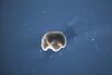 Scientists Create ‘Living Machines’ With Algorithms, Frog Cells