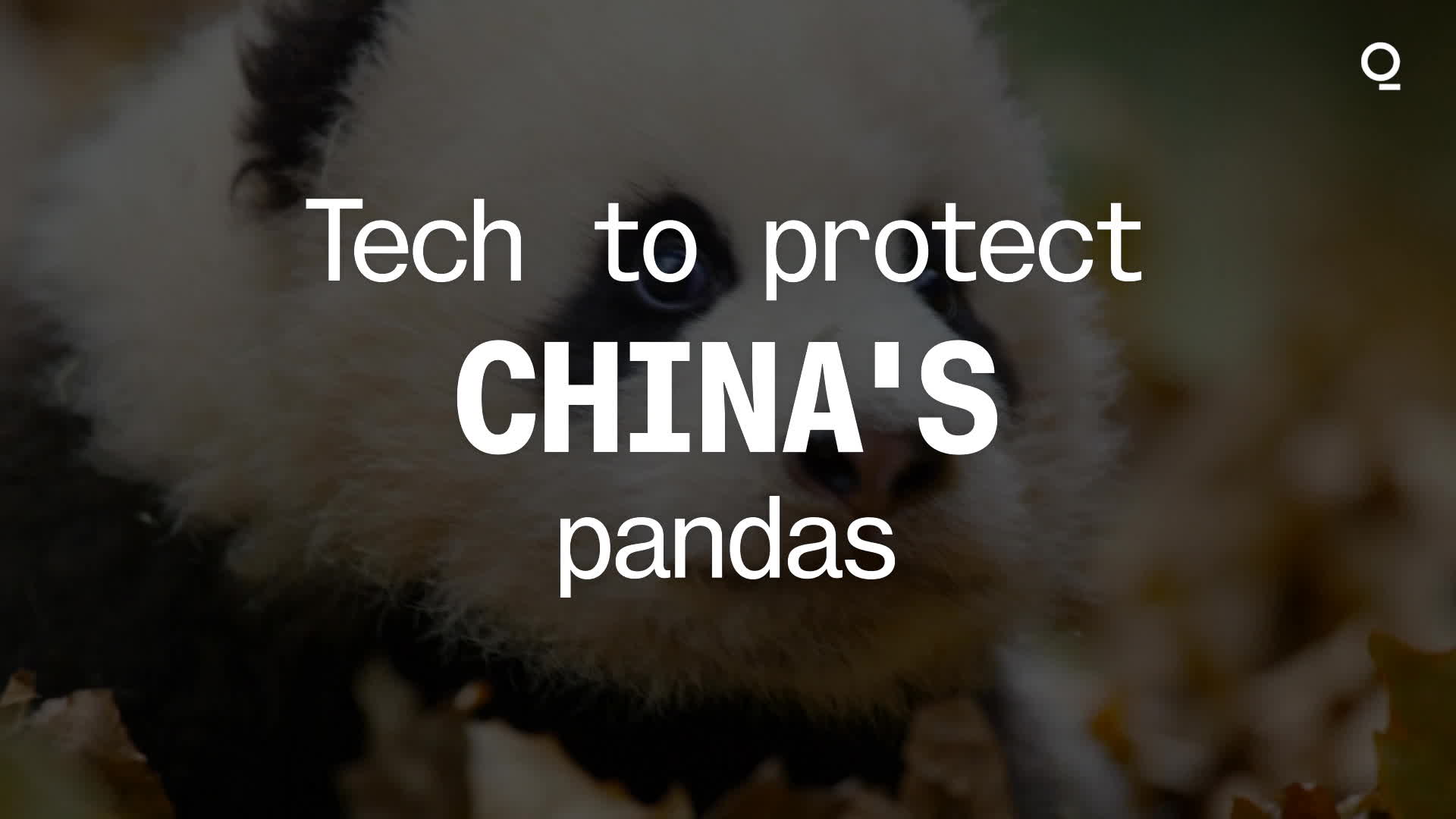 Smart tech is helping to save China's giant pandas